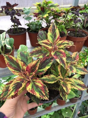 электроинструменты интернет магазин: Колеусы есть в стаканчиках и большие — 4