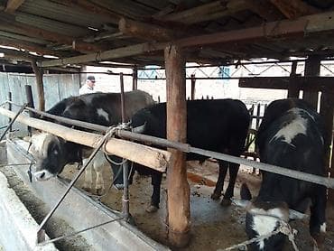 скот на забой: Продаю | Бык (самец) | Полукровка | На откорм | Привязанные — 3