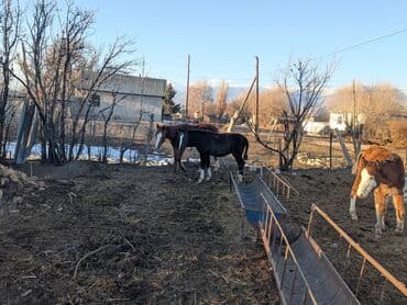 разведение сельскохозяйственных животных: Продаю | Жеребец, Жеребенок | Полукровка | Для разведения | Племенные — 4