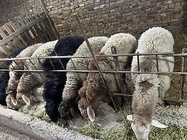 перепелки несушки: Продаю | Баран (самец) | Для разведения | Матка — 2