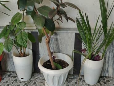 купить саженцы винограда в бишкеке: Продаются цветы — 3