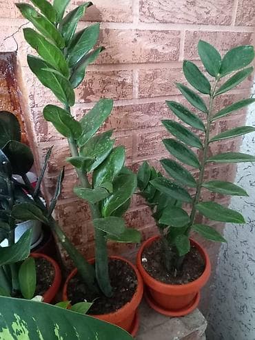 карликовый лимон купить: Антуриум (Anthurium andreanum) в горшке. - Эффектные красные — 5