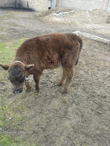 Коровы, быки: Продаю | Тёлка | На откорм | Привязанные — 1