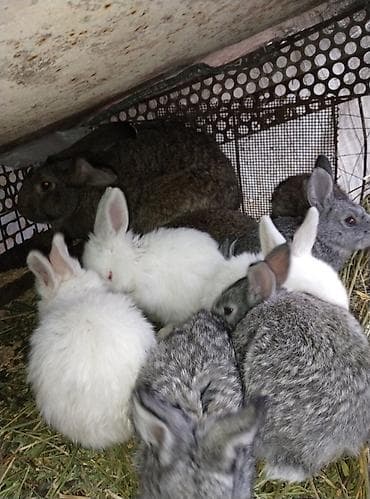 Зоотовары: Продаю | Крольчата | Декоративная | Для разведения — 1