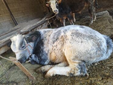 купить водоросли для аквариума: Продаю | Бык (самец) | На откорм | Привязанные — 4