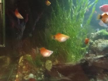 балыкчы мышык: Пецилии — 2