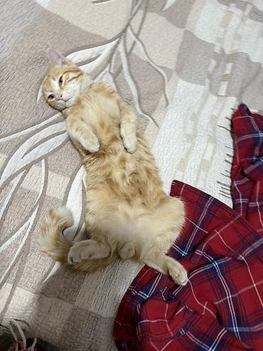 Үй жаныбарлары: Мышык бекер берилет: Породасыз, 9 айлык, Эркек — 3