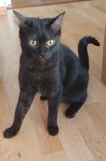 Кошка даром: Египетский мау, 1 год, Девочка, Приучена к лотку, Проглистована
