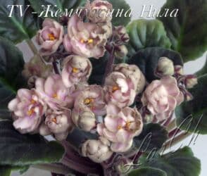 петуния рассада купить: Продаю сортовые, коллекционные фиалки (стандартные, трейлерные,мини и — 29