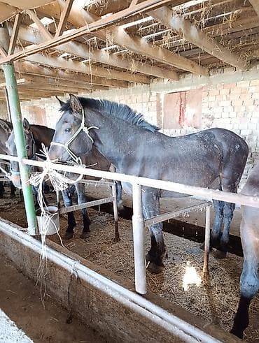 мака кукуруз: Продаю | Жеребенок | Рабочий — 2