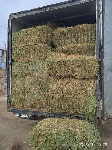 токмок продажа: Продаётся табигый чөп (натуральное сено) в тюках. - На машине — 2