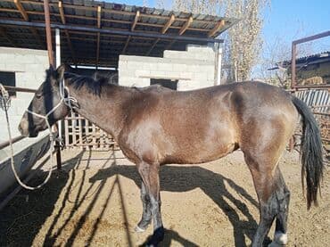 Собаки: Продаю | Кобыла (самка) — 1