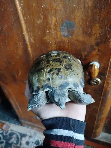 гончие собаки: Продаю сухопутную черепаху мальчик у меня четыре черепахи одна 1.500 — 1