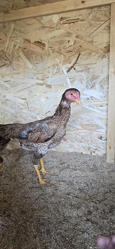 куриный крылышки: Продаю | Куры | Бойцовая | Для разведения — 2