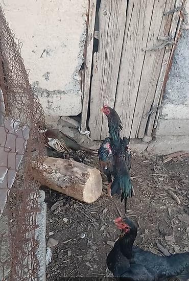 Продаю | Петух | Бойцовая | Для разведения