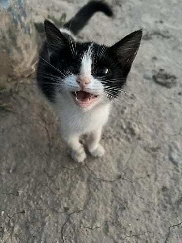 Котёнок чёрно-белого окраса (mask-and-white), короткошёрстный
