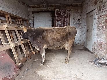 Продаю | Корова (самка) | Полукровка | Для разведения | Нетель