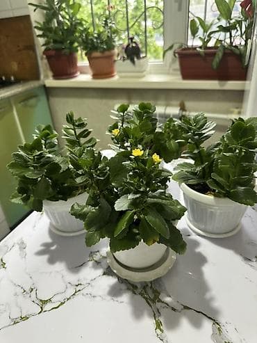 Каланхоэ цена 250 сом за горшок.В горшке по 3-5 ростков.Самовывоз -