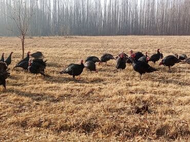 дикие кошки: Продаю | Индюк (самец) | Черный принц | Для разведения | Племенные — 5