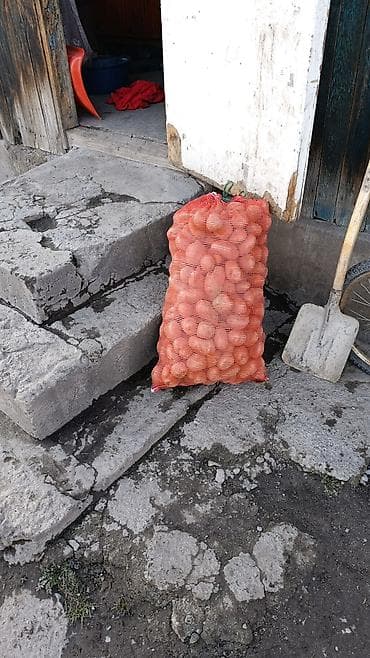 рыба купить: Картошка Пикассо, Оптом — 2