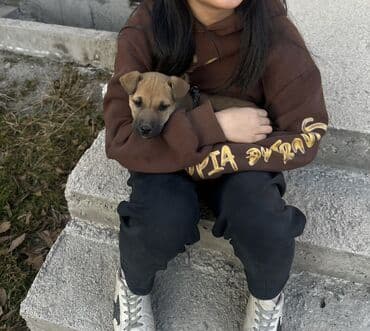 восточно европейская овчарка черная: Собака даром: Дворняжка, 2 месяца, Самец, С прививкой — 2