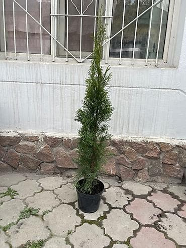 купить туи: Туя западная (вероятно сорт типа Смарагд) в контейнерах. - Высота с — 4