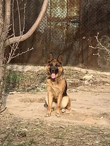 Немецкая овчарка
2года, есть документы, привита, сучка