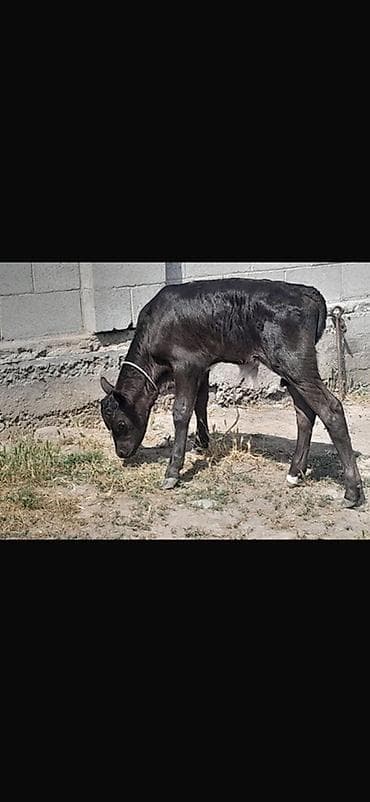 бык симентал: Продаю | Музоо, торпок | На откорм | Привязанные — 4