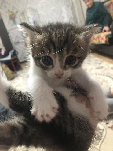 кошки милые: 1 месяц, Девочка, Биколор, Приучена к лотку — 2