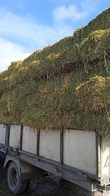 ит базар бишкек: Либой количества туки продайом саман беде чоп — 3