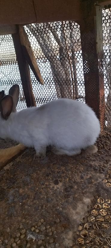 куплю мясо кролика: Продаю | Крольчиха (самка), Кролик самец — 6