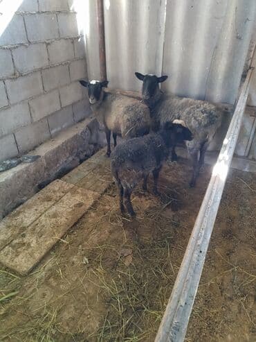 Продаю | Овца (самка) | Романовская | Для разведения
