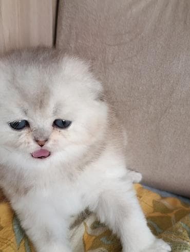 машинка кой: Скотиш Фолд (Шотландская вислоухая), 1 месяц, Мальчик, Серебристая шиншилла, Приучена к лотку — 10