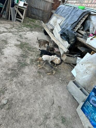 щенки охотничьих собак: Отдам даром заберите по одному все мальчики только - Возраст: совсем — 2