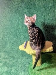 мейн кун бишкек 😺 питомник lyubushka 🐈 купить котенка 🐾 цена фото: Бенгальская, 1 месяц, Мальчик, Приучена к лотку, Проглистована, С документами — 24