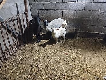 котята простые: Продаю | Овца (самка) | Для разведения | Матка — 4