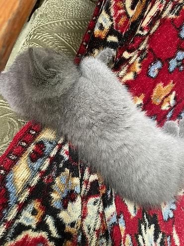 кошка мейн кун: Серый (blue). - Окрас: однотонный серый, плотный плюшевый подшёрсток — 4