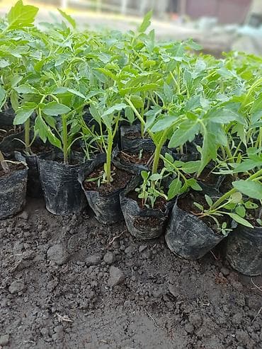 жалал абад кыз керек: Жашылча көчөт Өзү алып кетүү — 2