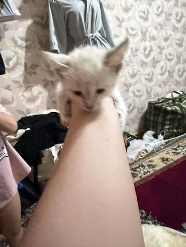 добрые руки котята: Кошка даром: Беспородная, Девочка — 3