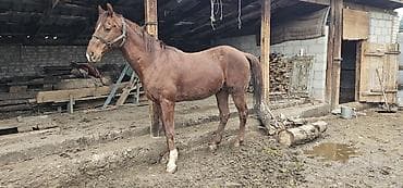 собака маленький: Продаю | Конь (самец), Жеребец | Полукровка, Английская | Для разведения, Конный спорт | Осеменитель — 4