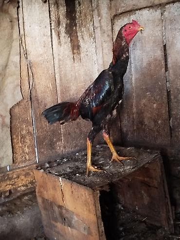 Мышыктар: Сатам | Короздор | Тебиштирүүчү | Көбөйтүү үчүн — 1