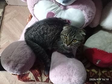 Шотландский вислоухий котёнок - Порода: шотландская вислоухая at lalafo.kg Шотландский вислоухий котёнок - Порода: шотландская вислоухая