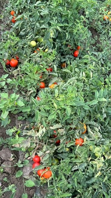 цветы бишкек оптом: Помидоры Красные — 5