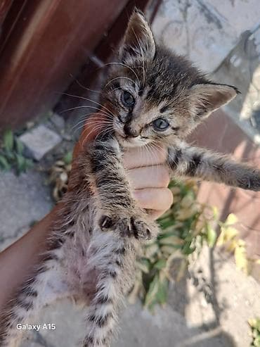 животные кошка: Кошка даром: Беспородная, 1 месяц, Девочка, Метис — 3