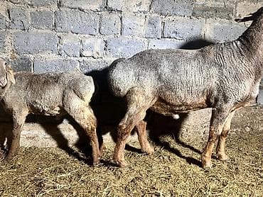 полша ат: Продаю | Баран (самец) | Арашан | На забой, Для разведения | Осеменитель — 3