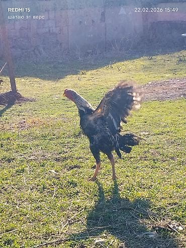 акти: Продаю | Петух | Бойцовая | Для разведения — 2