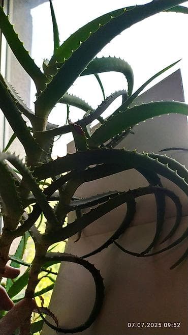 компания алоэ вера в бишкеке: Продаю 2 верхушки стебля алоэ10 лет (на лекарство) — 3