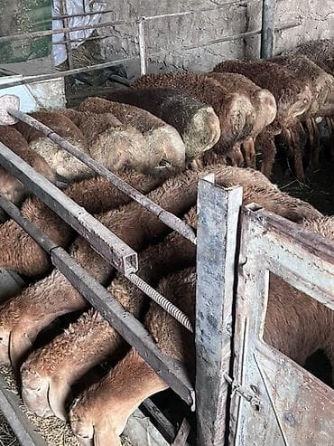 animal pack: Продаю | Баран (самец) — 3