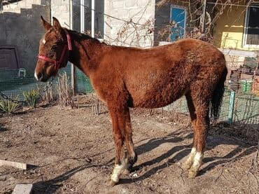 собаки для охраны: Продаю | Жеребенок | Для разведения — 2