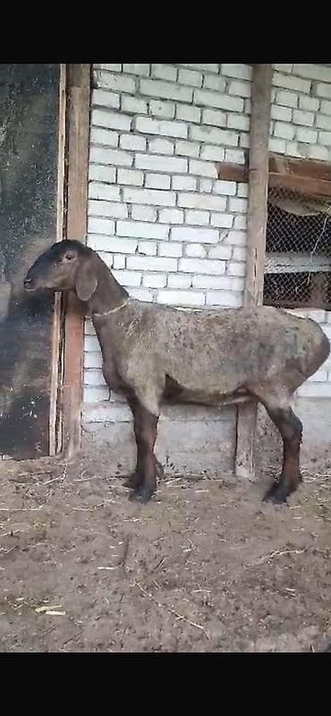 хомяки цена: Продаю | Овца (самка), Ягненок | Арашан | Для разведения — 6